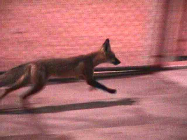 This fox is a regular at our games